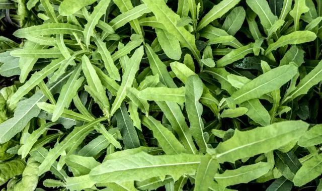 苦麻菜苦麻菜是开远人民饭桌上一道家常菜,一年四季皆可见其绿油油的